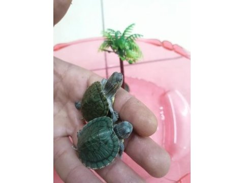 Su kaplumbağası bebek kırmızı yanak singapur
