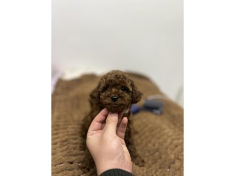 Bebek surat toy poodle