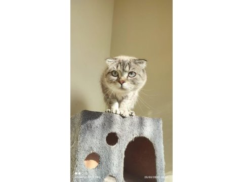 British shorthair silver