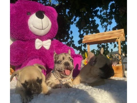 Merle french bulldog bebeklerimiz