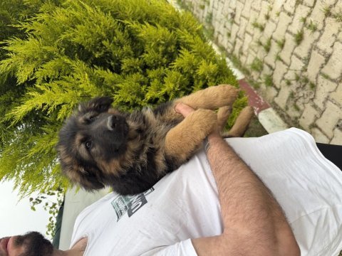 Irkın en iyisi alman kurtlar