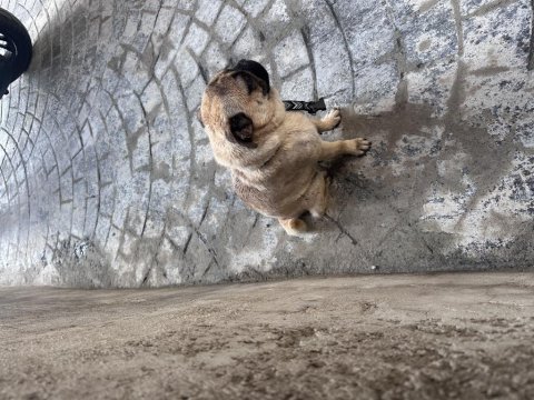 3 yaşında pug uysal eğitimli aşıları tam