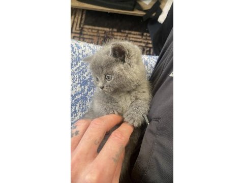 British shorthair blue bebek