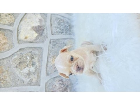 Ev ortamında bakılan renkli gözlü french bulldog yavrularım