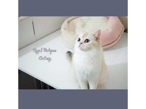 3 aylık by33 british shorthair dişi