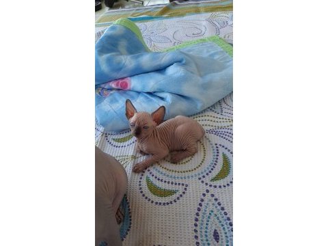 Safkan sfenks erkek yavrumuz