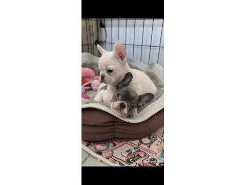 En nadirlerinden aşılı ped eğitimli prenses köpekler