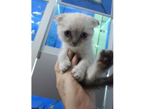 55 günlük iki erkek bir dişi scottish fold yavrular
