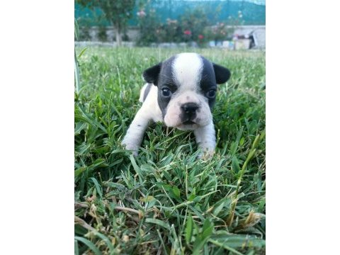 Orijinal erkek french bulldog yavrular