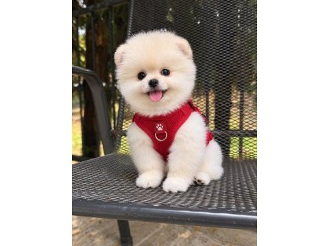 Dişi ve erkek 2.5 aylık pomeranian