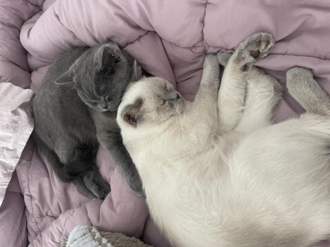 1 yaşında dişi ve erkek british shorthair