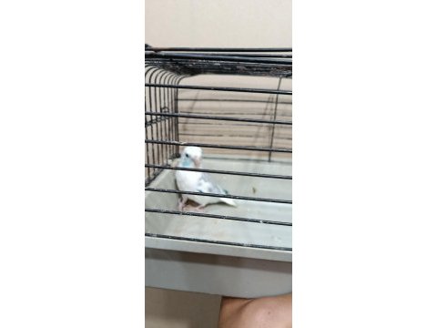 Pied erkek forpus cep papağanı