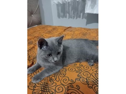 Yavrumuz sahiplendirilecektir scottish fold