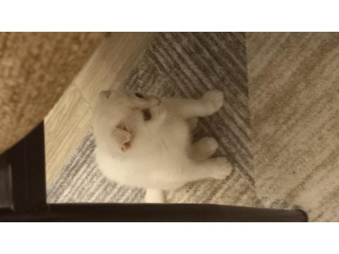 Yuvasını arayan minik bebek scottish fold