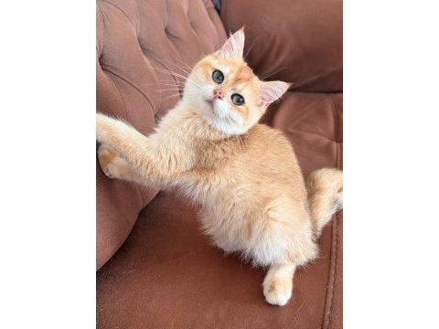 British shorthair kedimiz