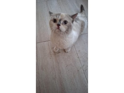 Sevecen ve oyuncu british shorthair yuvasını arıyor