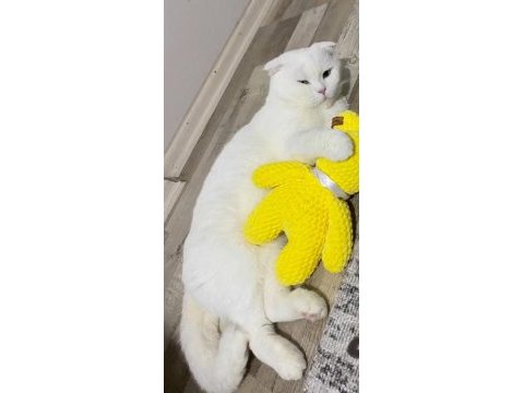 Scottish fold kedisi