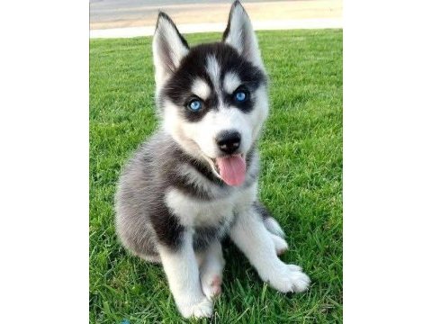 Efsane mavi gözlü husky yavrular