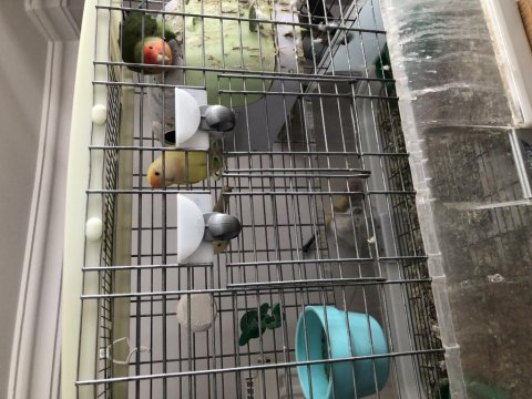 Çift yumurtlar durumda kafes ile birlikte sevda papağanı