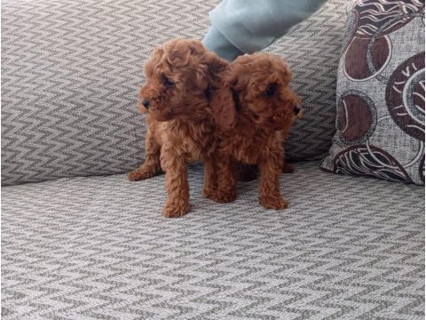 Poodle yavruları