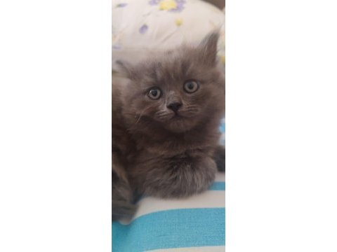 British longhair