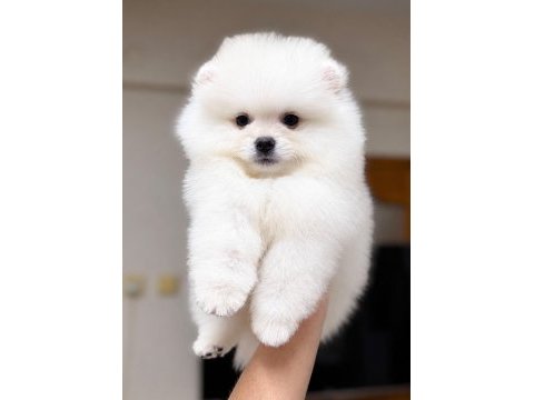 Kartopu gibi pomeranian boo