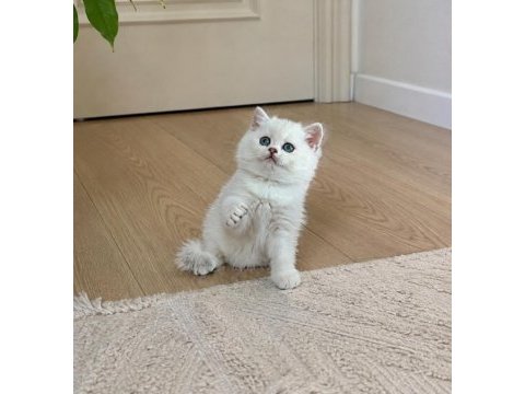 Safkan british shorthair yavrular