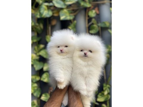 Mersin pomeranian boo