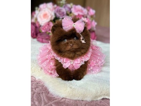 Çokolata ayıcık pomeranian prenses
