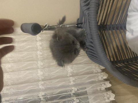 Scottish fold yavru