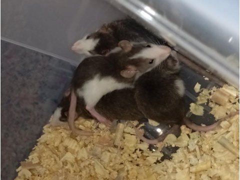 Yavru ratlar