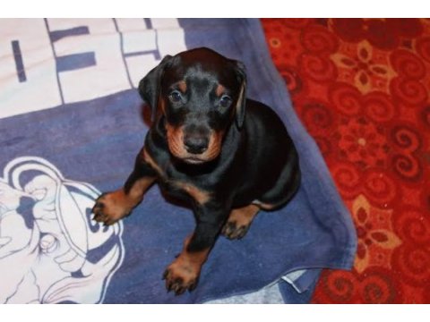 Doberman yavrular