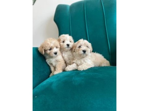 Sağlık garantili maltipoo yavrular