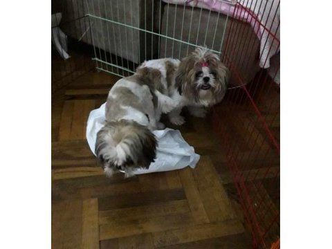 Sağlıklı mükemmel shih tzu yavrularımız