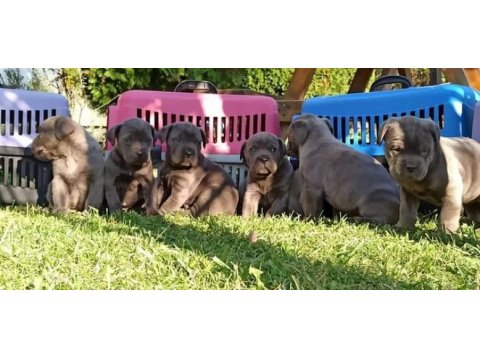 İstanbulda 45 günlük safkan blue cane corso
