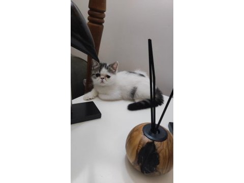 Çok sevimli çok oyuncu son kalan bebekleim