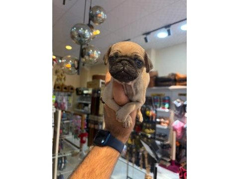 Irk ve sağlık garantili pug yavrularımız (mersin)