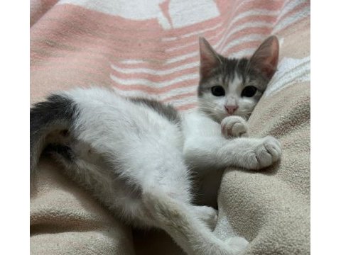 5 aylık yavru tuvalet eğitimi var ısırmaz tırmalamaz