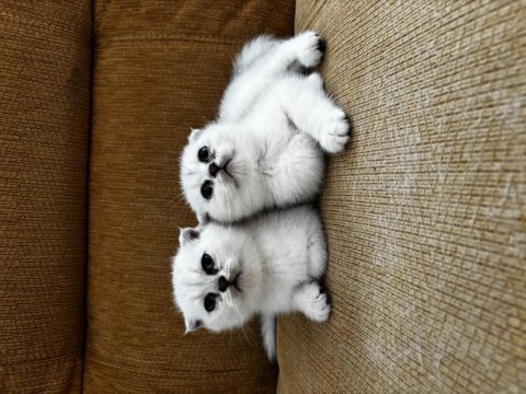 Anne baba şecereli scottish fold safkan bebekler