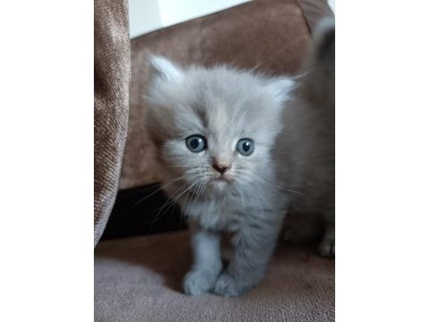 British longhair uygun puanlı