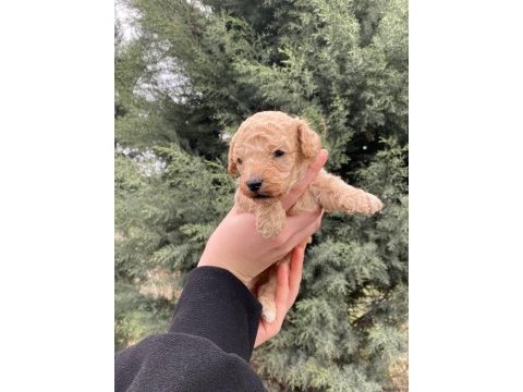 Toy poodle yavru köpekler