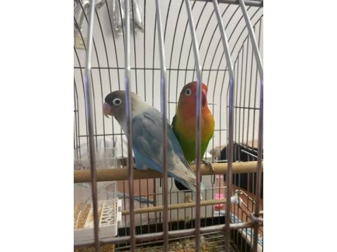 Evde beslenen cennet papağanı çift