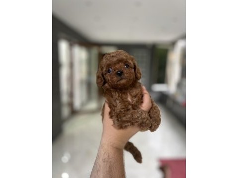 0 teacup kore özel poodle yavru