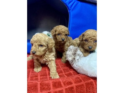 Minyatür poodle minyonlar