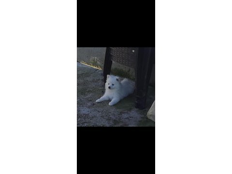 7 ekim doğumlu pomerian spitzi yavrular