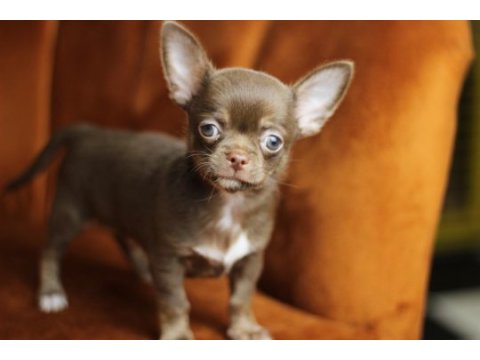 Egzotic teacup chihuahua