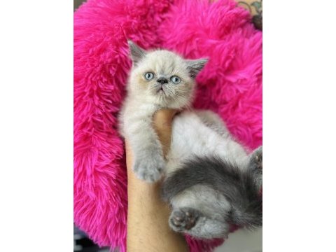 Exotic shorthair bluepoint