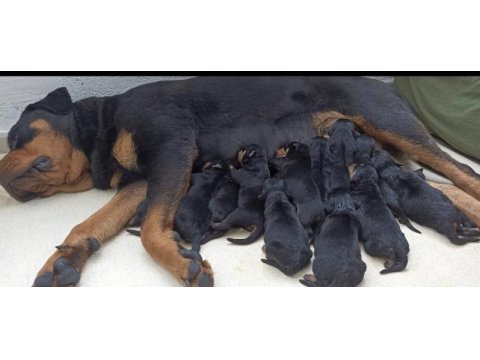 Üst kalite çok kaliteli rottweiler yavrular şecereli