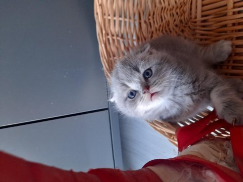 Safkan scottish fold yavrular sahiplendirilecek