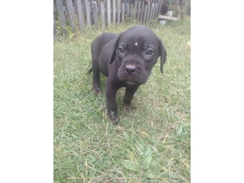 Sağlam ırk garantili mavi/siyah cane corso yavruları